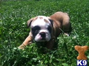 English Bulldog Puppies in OH