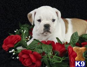 English Bulldog Puppies in OH