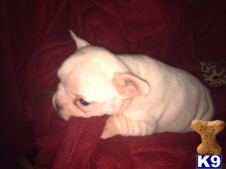 French Bulldog Puppies