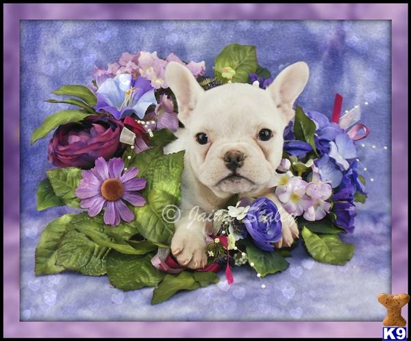 French Bulldog Puppies