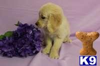 Golden Retriever Puppies