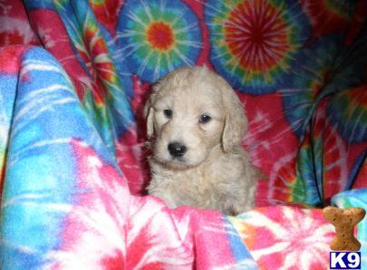 miniature goldendoodle dogs. Goldendoodles Puppies in OH