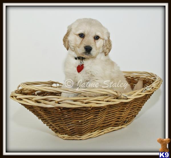 Goldendoodles Puppies