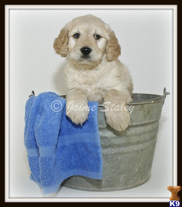 Goldendoodles Puppies
