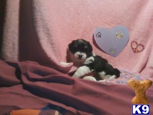 Havanese Puppies