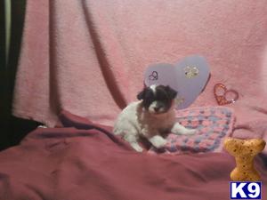 Havanese Puppies