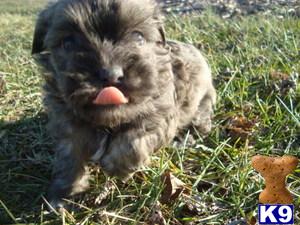 Havanese Puppies