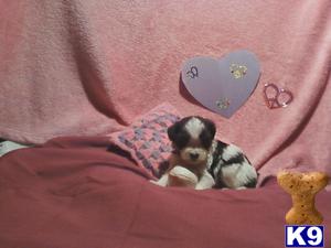 Havanese Puppies