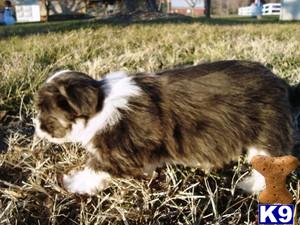 Havanese Puppies