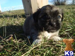 Havanese Puppies