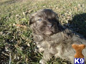 Havanese Puppies