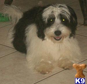Dogs - Havanese