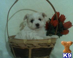 Havanese Puppies