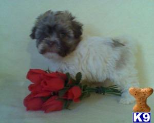 Havanese Puppies