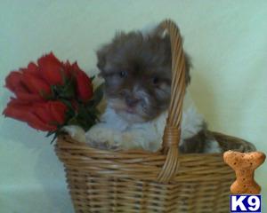 Havanese Puppies