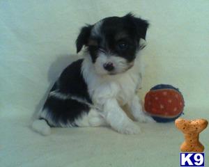 Havanese Puppies