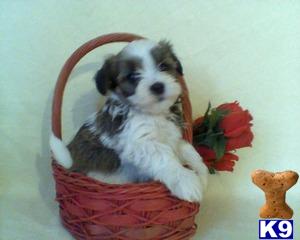 Havanese Puppies