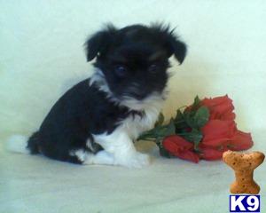 Havanese Puppies