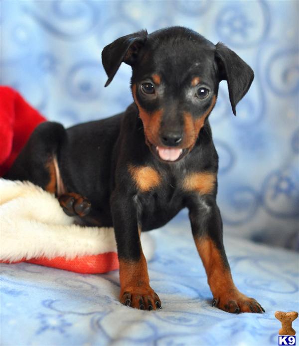 Miniature Pinscher Puppies