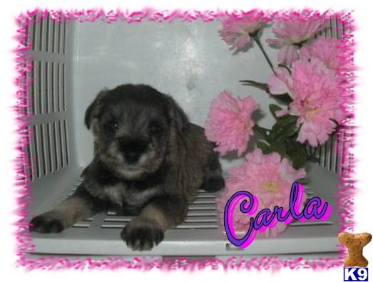 Miniature Schnauzer Puppies