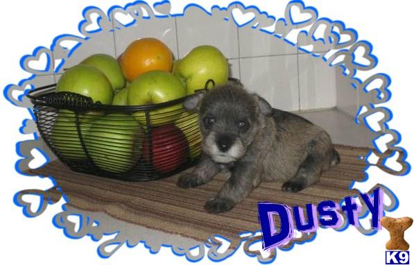 Miniature Schnauzer Puppies
