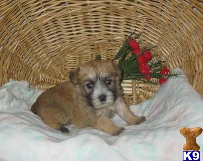 Miniature Schnauzer Puppies