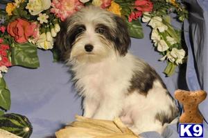 Dogs for Sale in OH