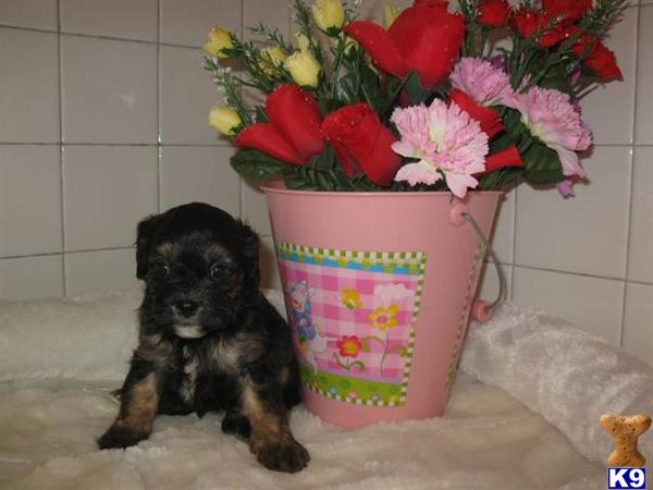 Mixed Breed Puppies