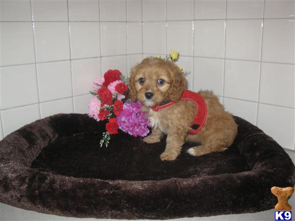 Mixed Breed Puppies