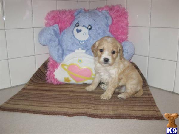 Mixed Breed Puppies