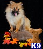Dogs for Sale in OH