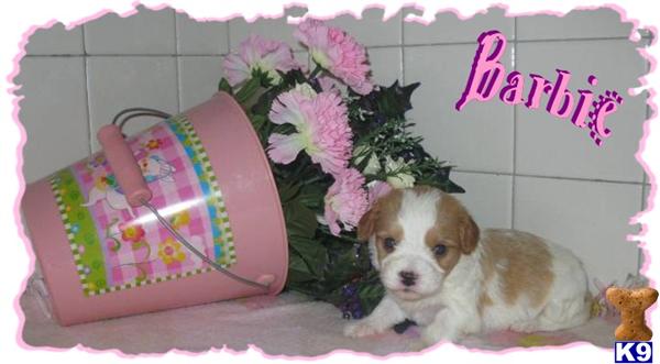 Cavalier King Charles Spaniel Puppies