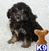 Poodle Puppies