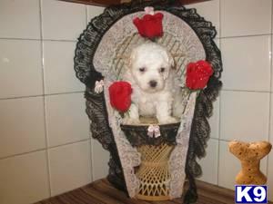 Poodle Puppies