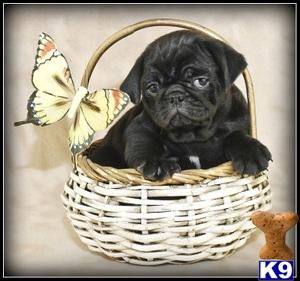 Pug Puppies