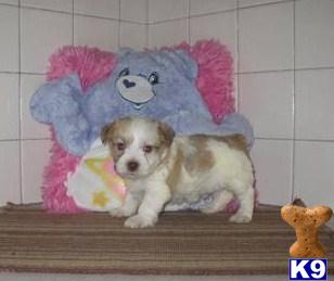 Schnoodle Puppies