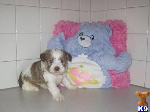 Schnoodle Puppies