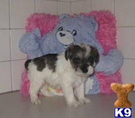 Schnoodle Puppies