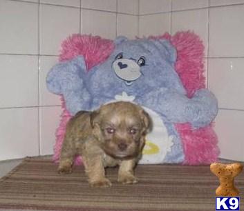 Schnoodle Puppies
