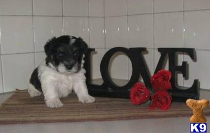 Schnoodle Puppies
