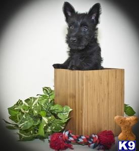 Scottish Terrier Puppies