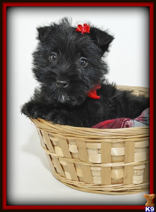 Scottish Terrier Puppies