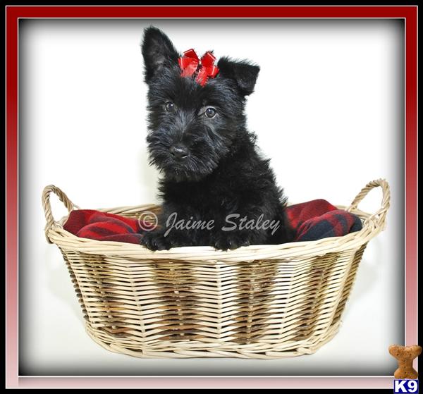 Scottish Terrier Puppies