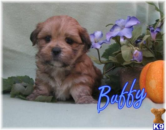 Bichon+shih+tzu+puppies+for+sale+in+michigan