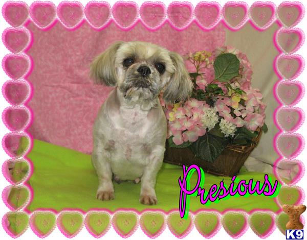 Dogs - Shih Tzu