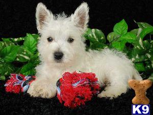 West Highland White Terrier Puppies