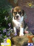Beagle
