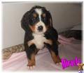 Bernese Mountain Dog