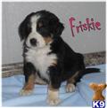 Bernese Mountain Dog