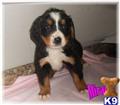 Bernese Mountain Dog